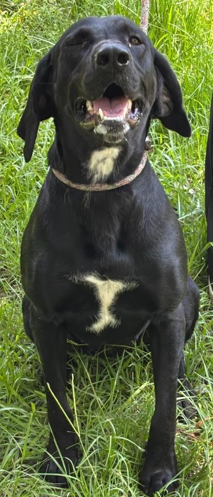 Avi, a Adoptable Labrador Retriever in Swainsboro, GA image 4/5