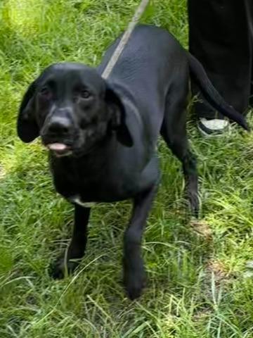 Avi, a Adoptable Labrador Retriever in Swainsboro, GA image 5/5