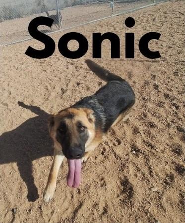 Enlarge Sonic, a ADOPTABLE German Shepherd Dog in Chappell, NE image 1/1