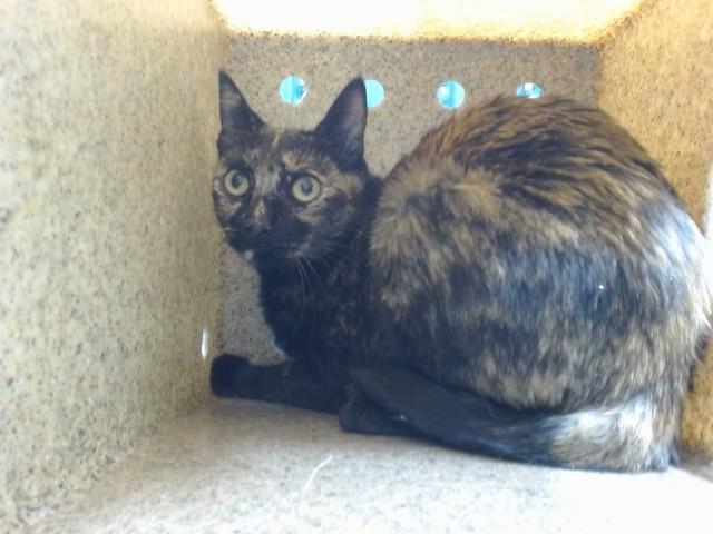 MS WILLIAMS, Adoptable, Adult Female Domestic Short Hair & Domestic Short Hair.