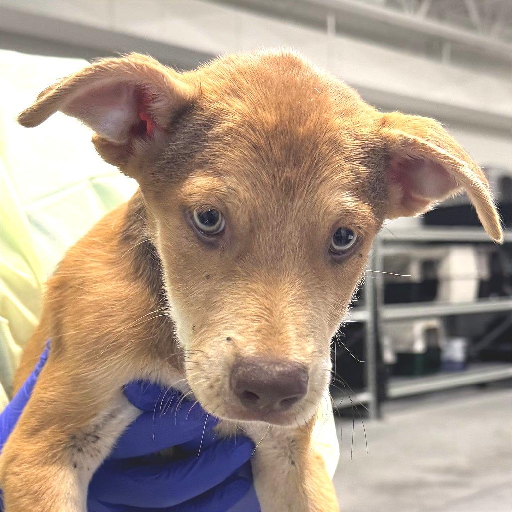 Gretchen, Adoptable, Puppy Female Mixed Breed.