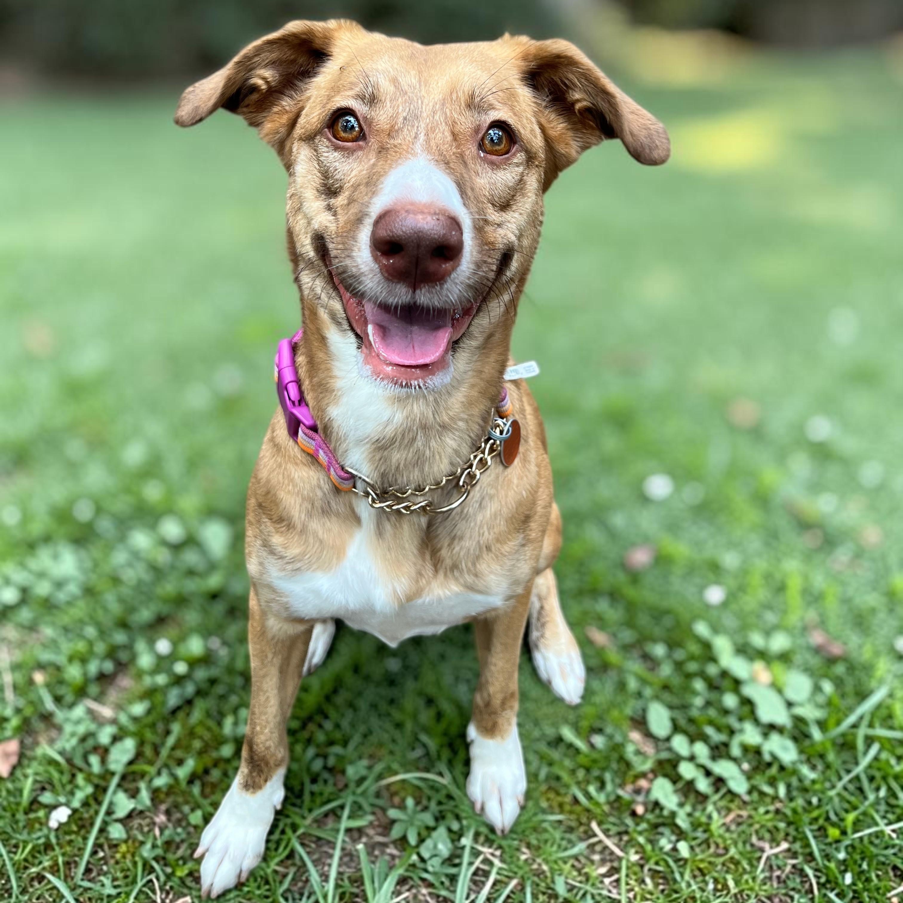 Enlarge Genie (no bottle required), a Adoptable mixed breed in Cedar Mountain, NC image 4/6