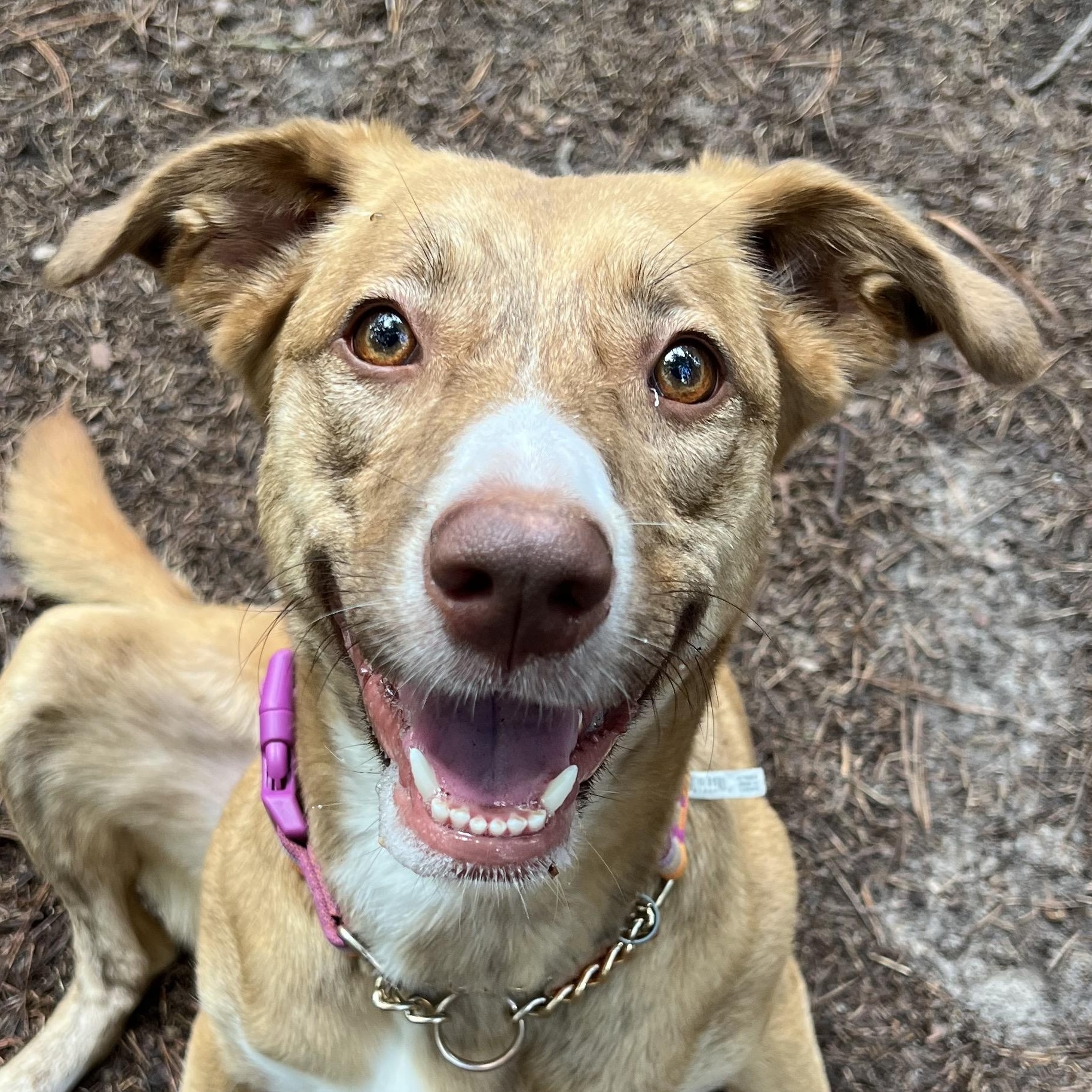 Enlarge Genie (no bottle required), a Adoptable mixed breed in Cedar Mountain, NC image 1/6