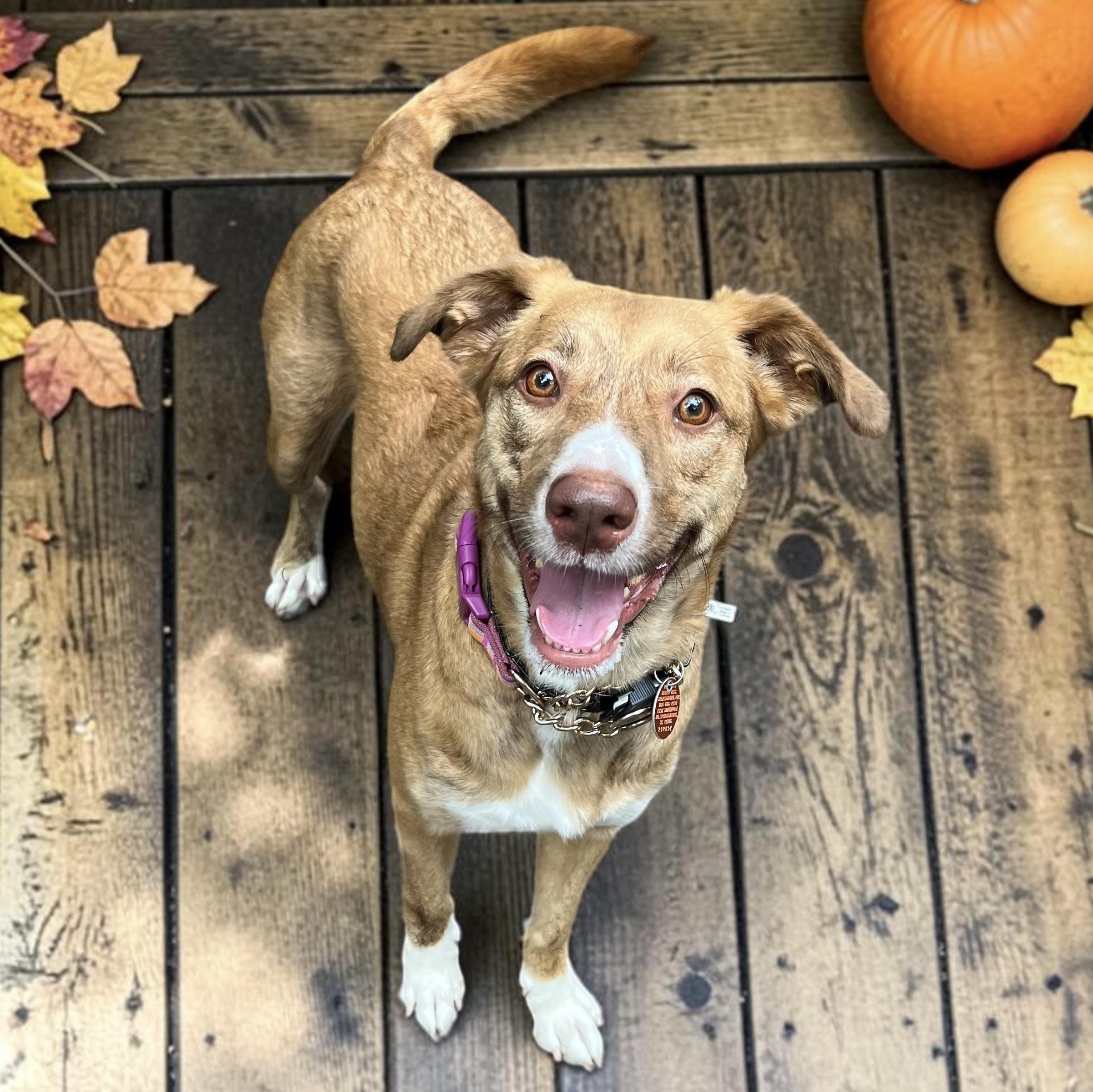 Enlarge Genie (no bottle required), a Adoptable mixed breed in Cedar Mountain, NC image 6/6