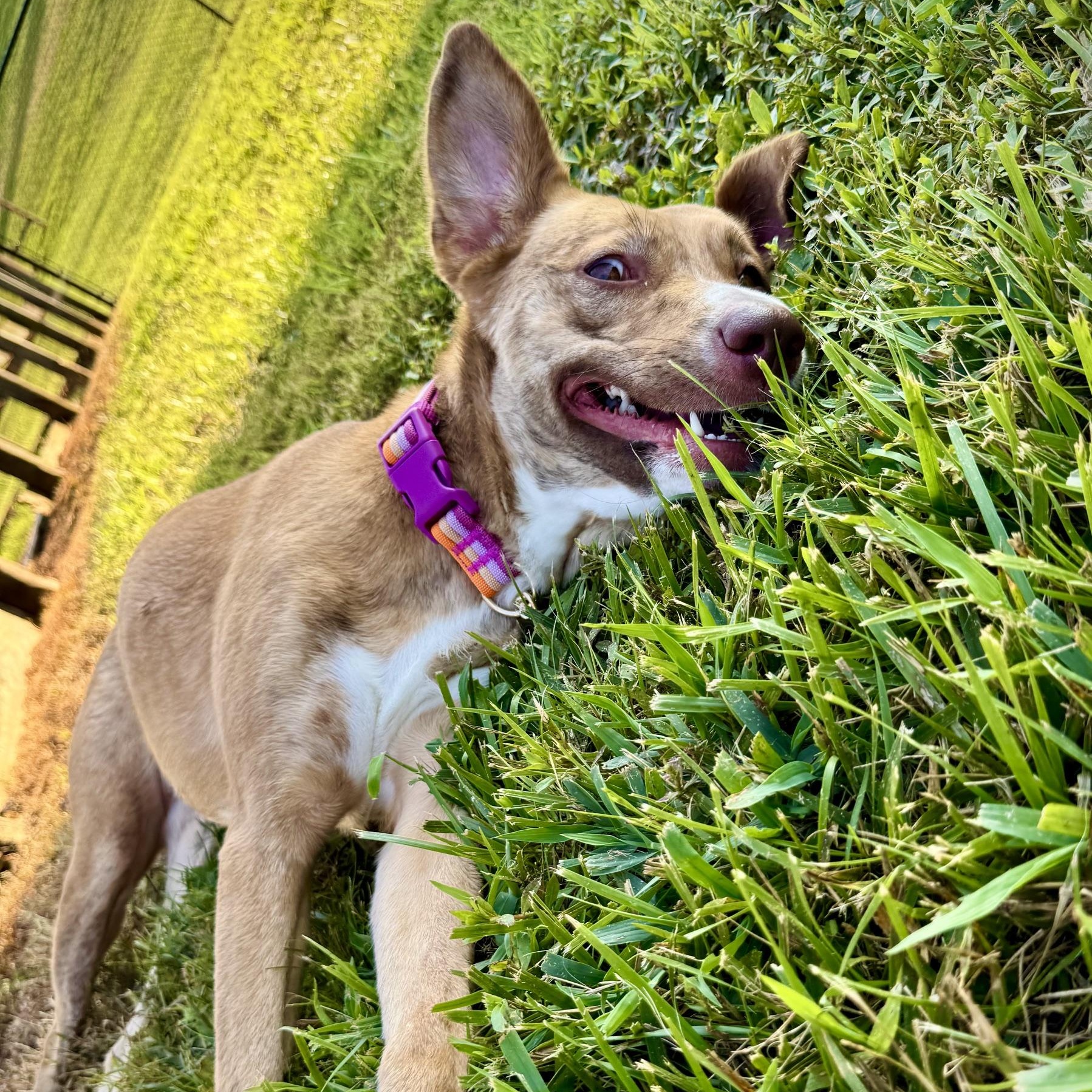 Regina (Courtesy Post), a ADOPTABLE mixed breed in Cedar Mountain, NC image 4/6