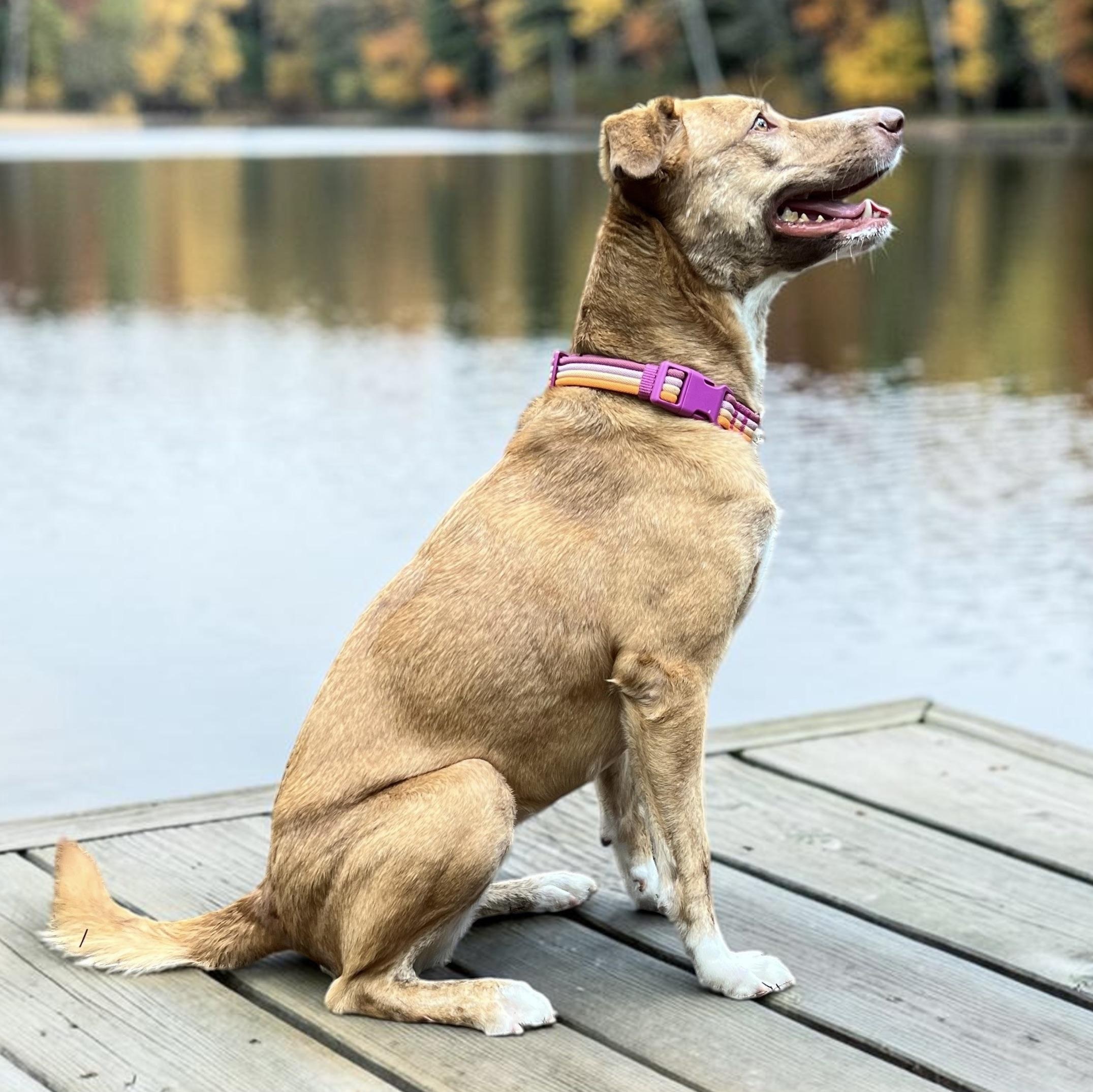 Enlarge Genie (no bottle required), a Adoptable mixed breed in Cedar Mountain, NC image 2/6