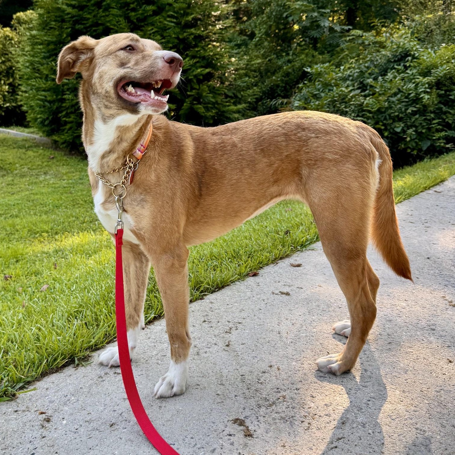 Regina, ADOPTABLE, Adult Female Hound.