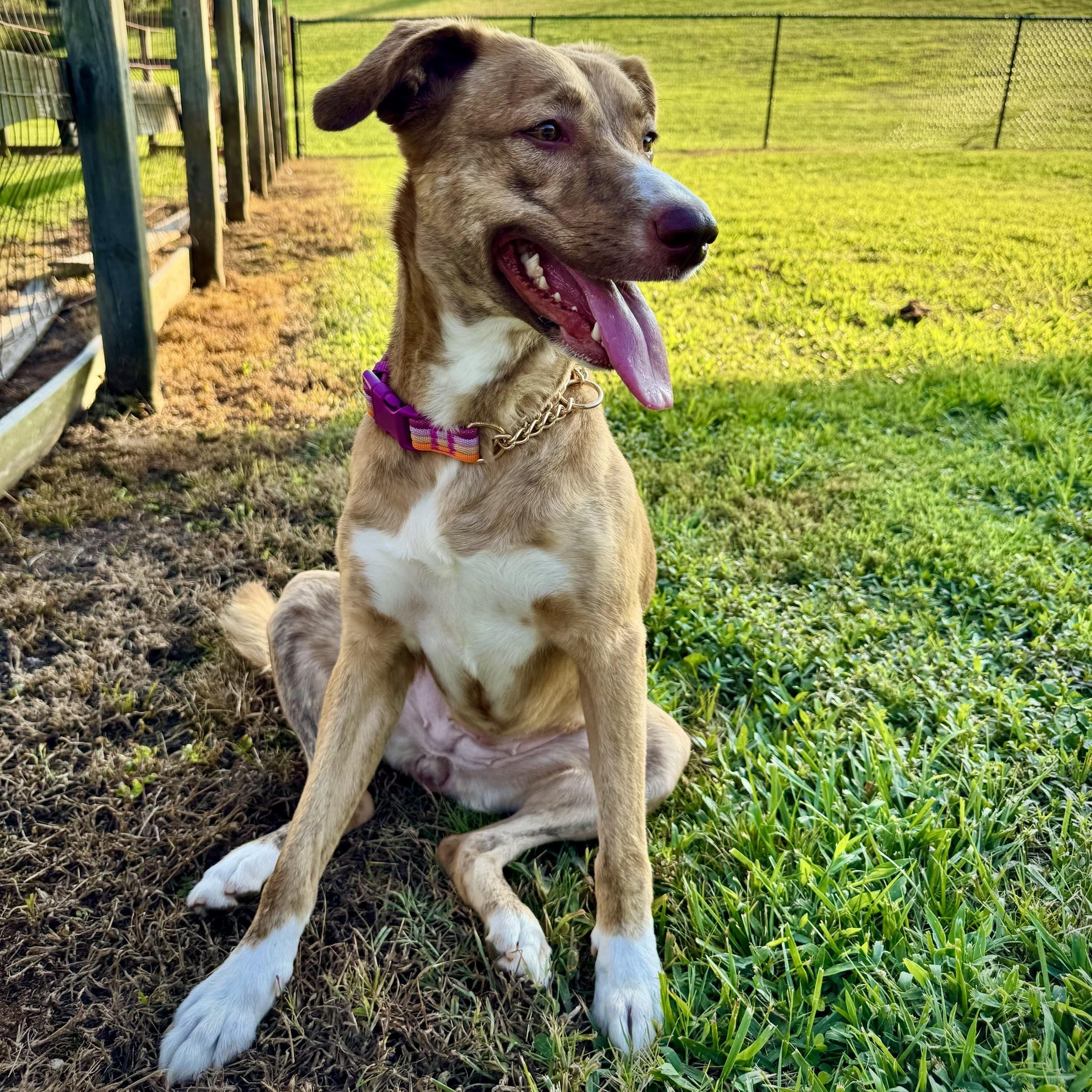 Regina (Courtesy Post), a ADOPTABLE mixed breed in Cedar Mountain, NC image 5/6