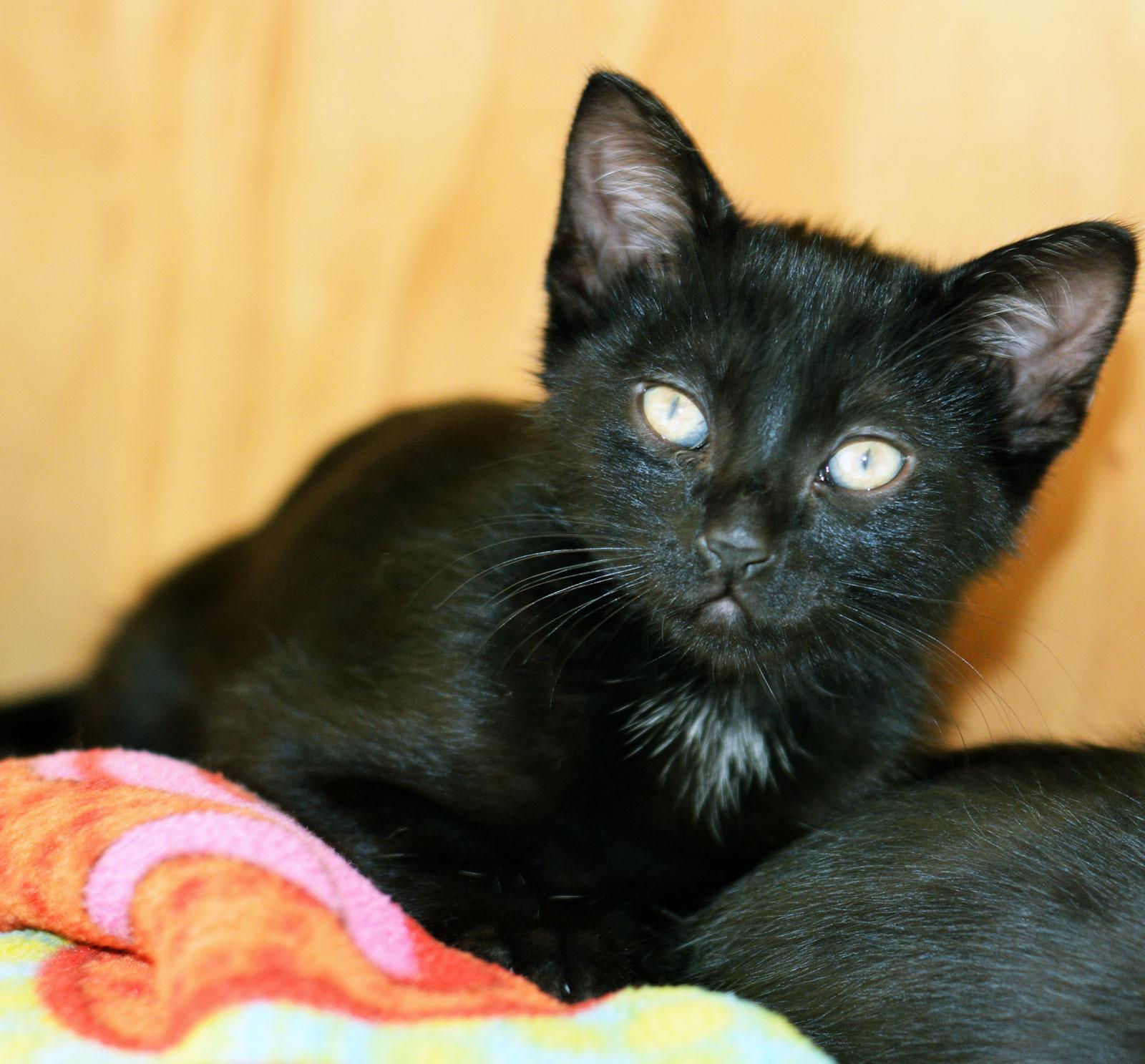 Enlarge SAURON, an adopted Domestic Short Hair in San Clemente, CA image 2/2