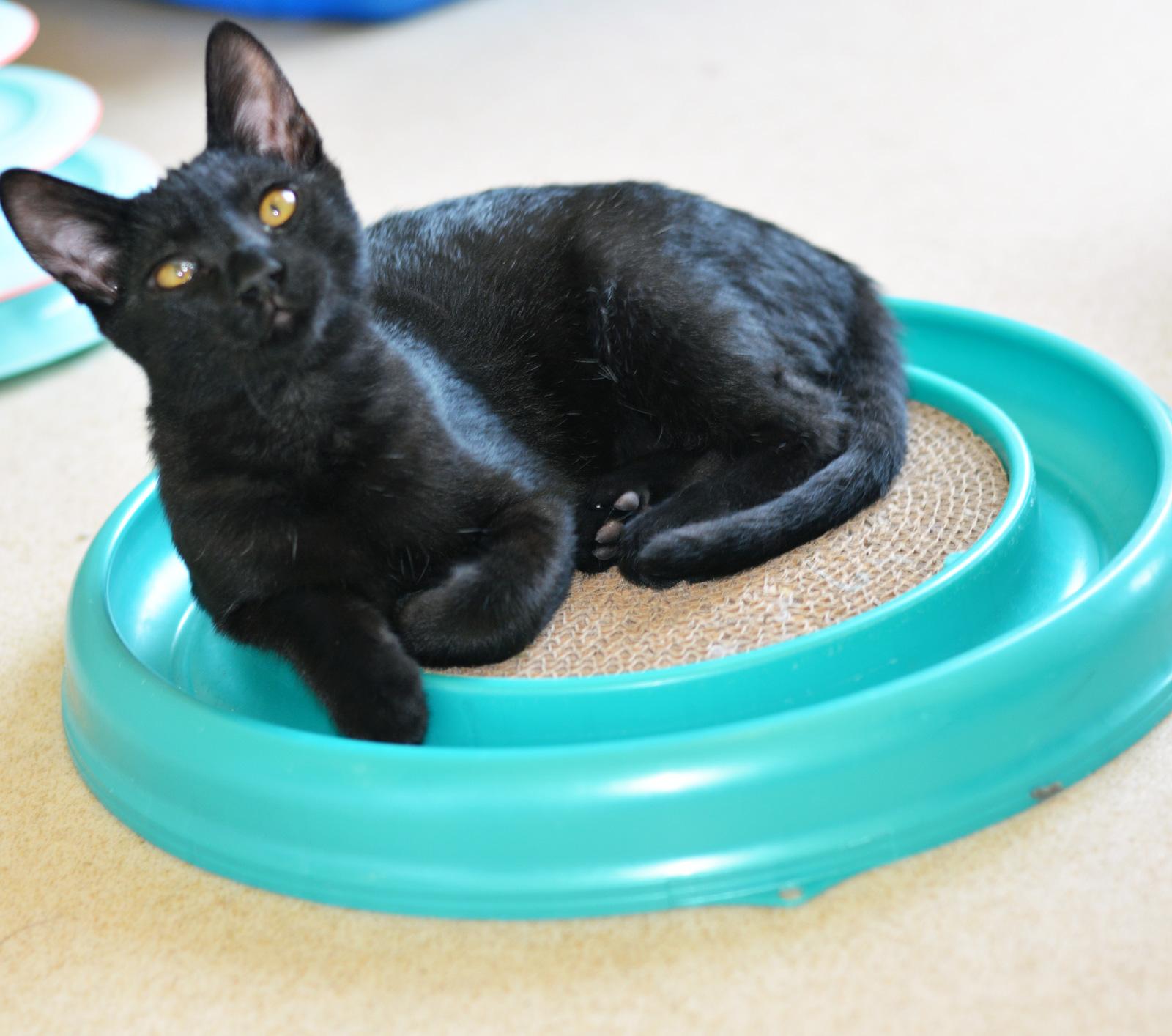 Enlarge SAURON, an adopted Domestic Short Hair in San Clemente, CA image 1/2