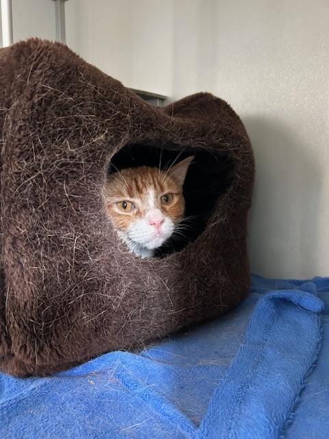 Bear Bear, Adoptable, Adult Male Domestic Short Hair.