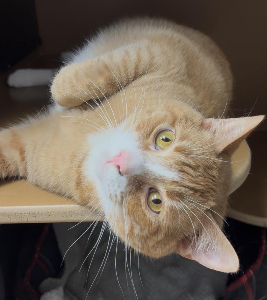 Enlarge Bear Bear, a Adoptable Domestic Short Hair in Anoka, MN image 2/2