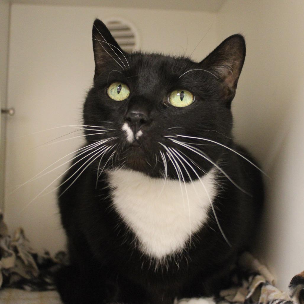 Boots, Adoptable, Senior Male Domestic Short Hair.