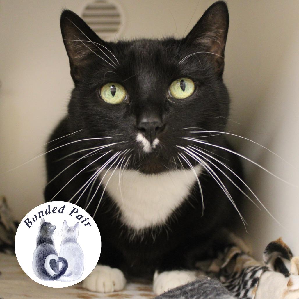 Enlarge Boots, a Adoptable Domestic Short Hair in Champaign, IL image 2/4