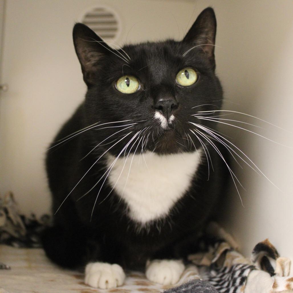 Enlarge Boots, a Adoptable Domestic Short Hair in Champaign, IL image 3/4