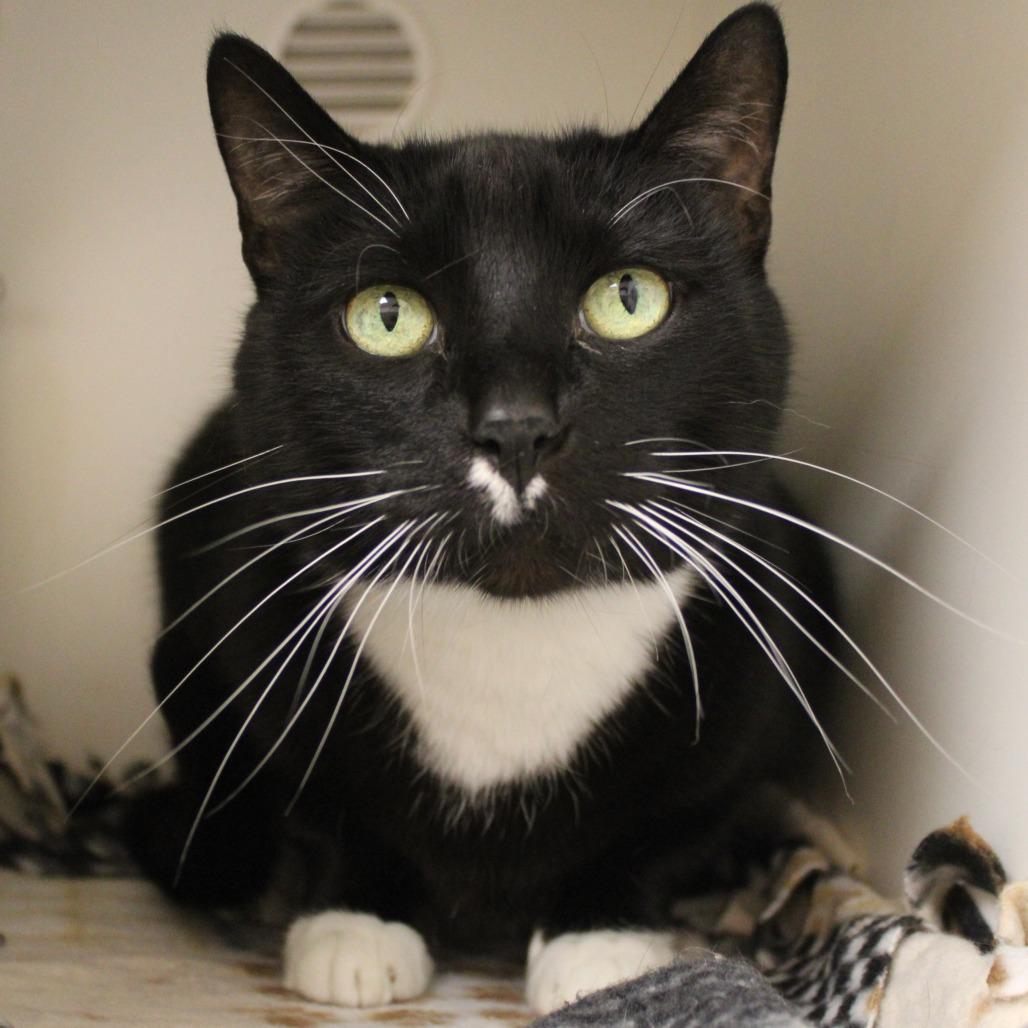Enlarge Boots, a Adoptable Domestic Short Hair in Champaign, IL image 4/4