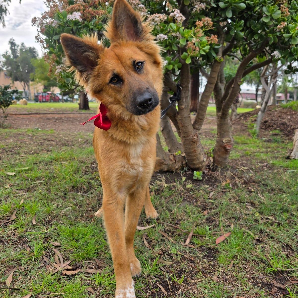 Estrella, an adopted mixed breed in Encinitas, CA image 4/6