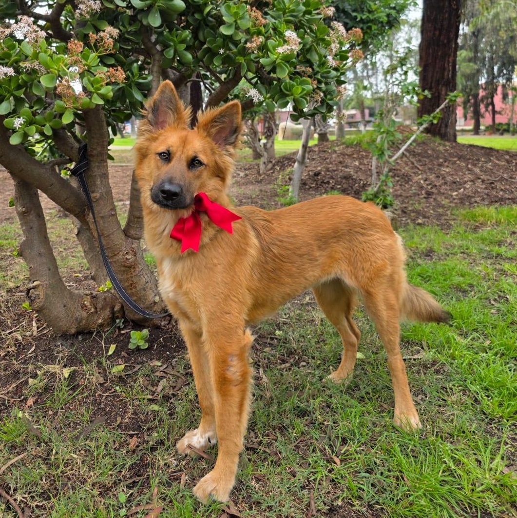 Estrella, adopted, Puppy Female German Shepherd Dog.
