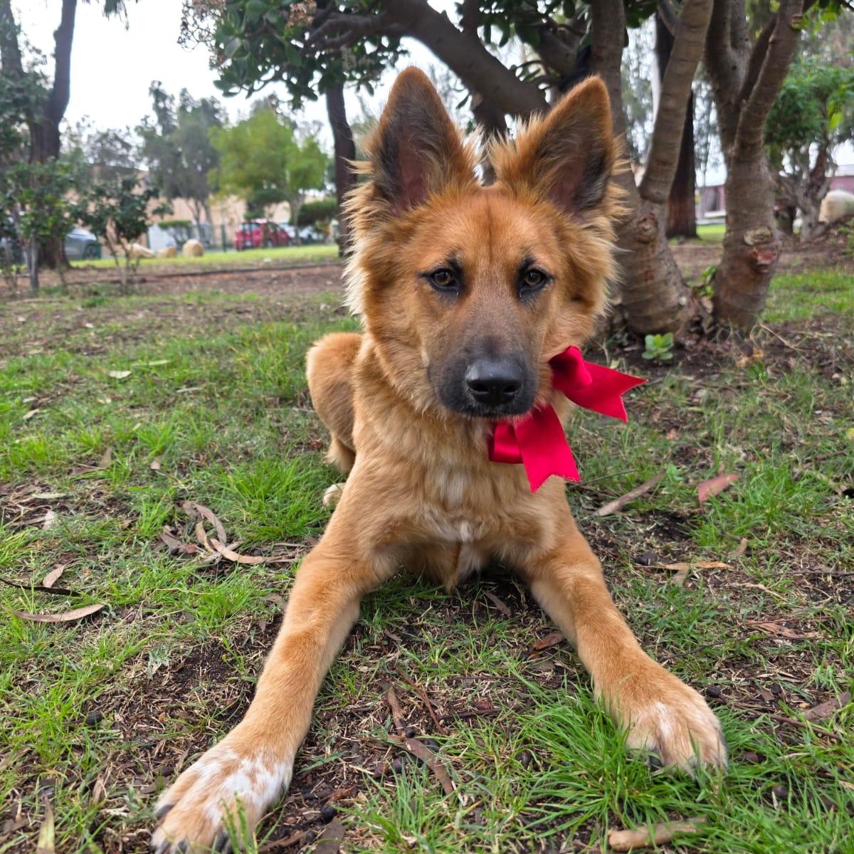 Estrella, an adopted mixed breed in Encinitas, CA image 5/6