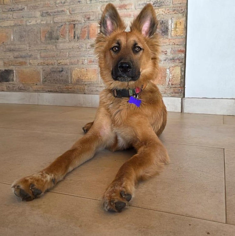 Estrella, an adopted mixed breed in Encinitas, CA image 3/6