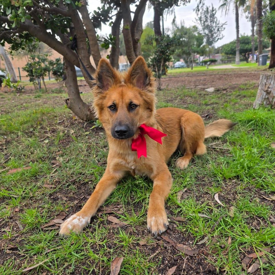 Estrella, an adopted mixed breed in Encinitas, CA image 2/6