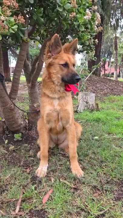 Enlarge Estrella, an adopted mixed breed in Encinitas, CA video 6/6