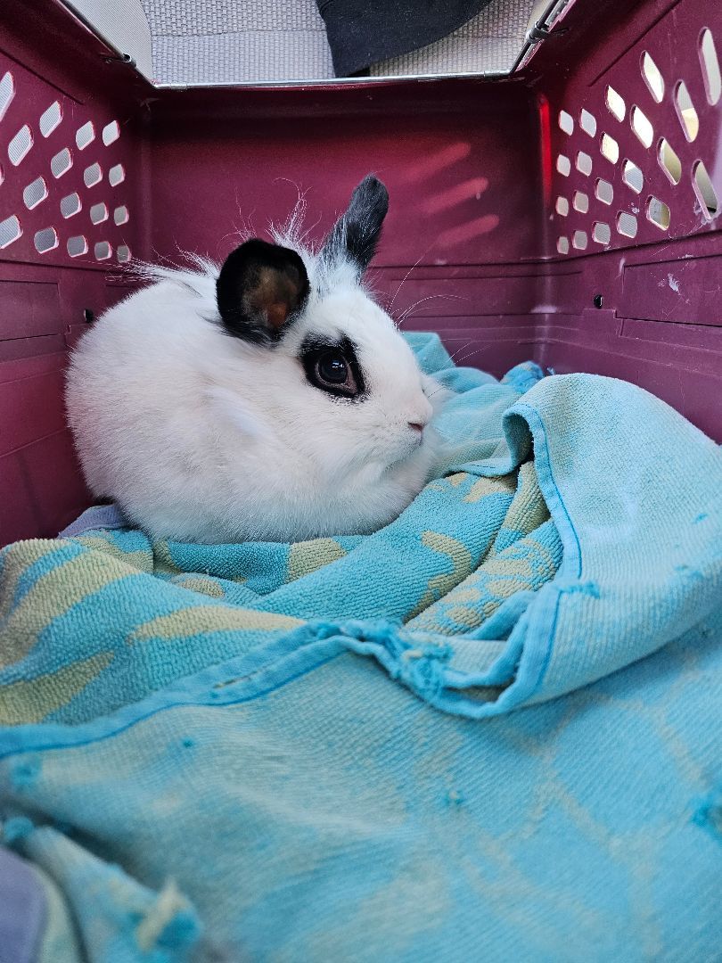 Enlarge Monroe, a Adoptable mixed breed in Fair Oaks, CA image 1/2