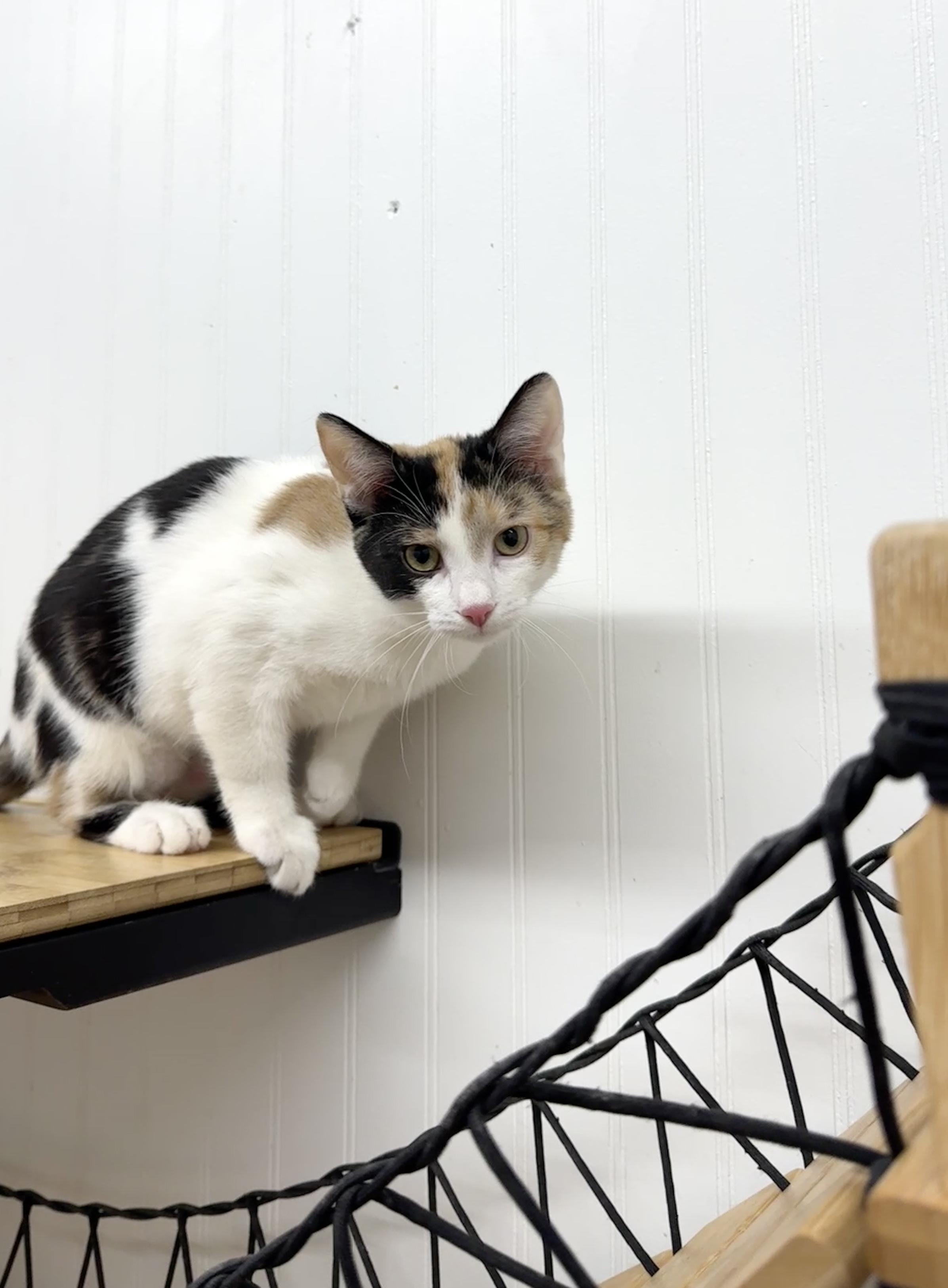 Veggie, a Adoptable Domestic Short Hair image 1/3