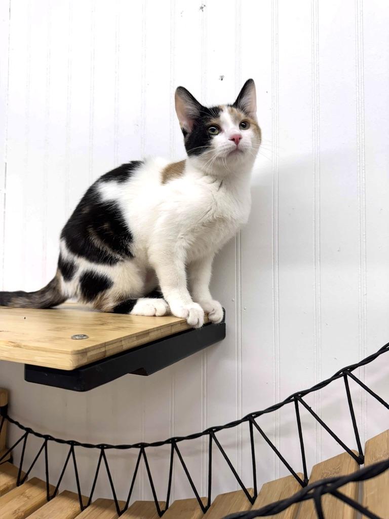 Veggie, a Adoptable Domestic Short Hair image 2/3