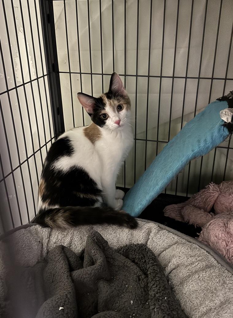 Veggie, Young Female Domestic Short Hair