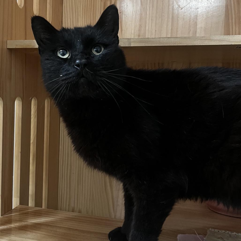 Jett, Adoptable, Adult Male Domestic Short Hair.