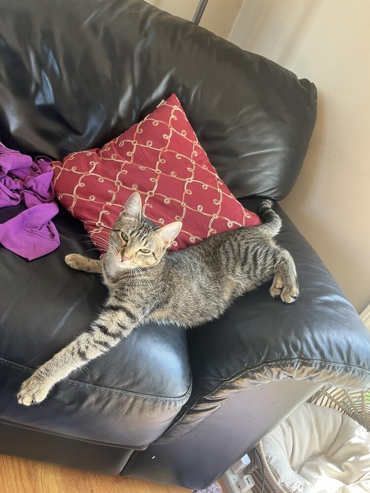 Ruby, Adoptable, Kitten Female Domestic Short Hair.
