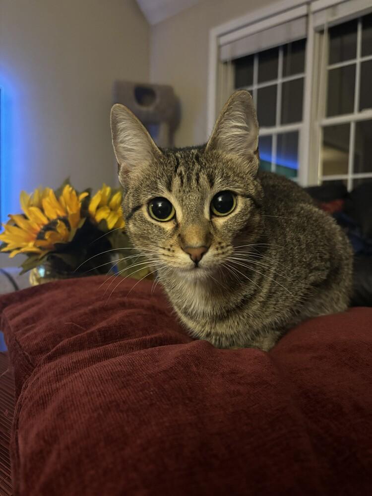 Enlarge Ruby, a Adoptable Domestic Short Hair in Hudson, NH image 2/3
