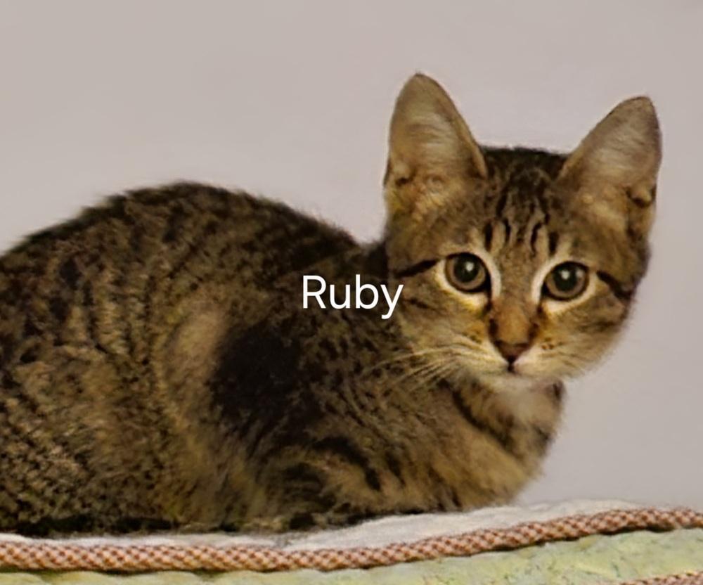 Ruby, Adoptable, Kitten Female Domestic Short Hair.