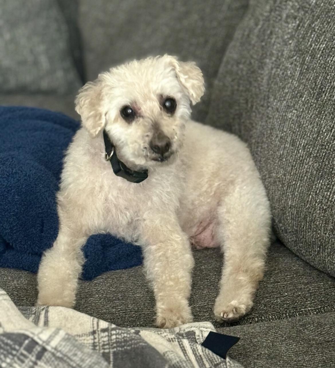 Cuddles, adoptable, Senior Male Miniature Poodle.