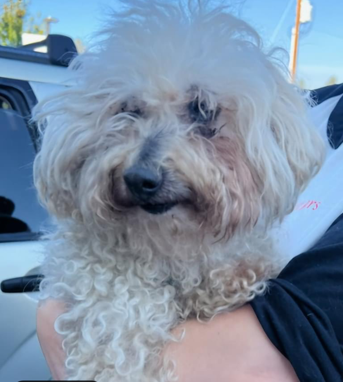 Enlarge Cuddles, an adoptable Miniature Poodle in Powell Butte, OR image 1/4
