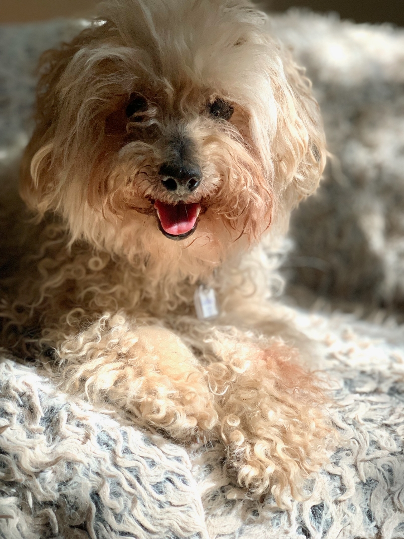 Enlarge Cuddles, an adoptable Miniature Poodle in Powell Butte, OR image 2/4