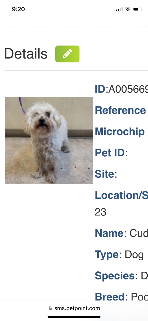 Enlarge Cuddles, an adoptable Miniature Poodle in Powell Butte, OR image 3/4