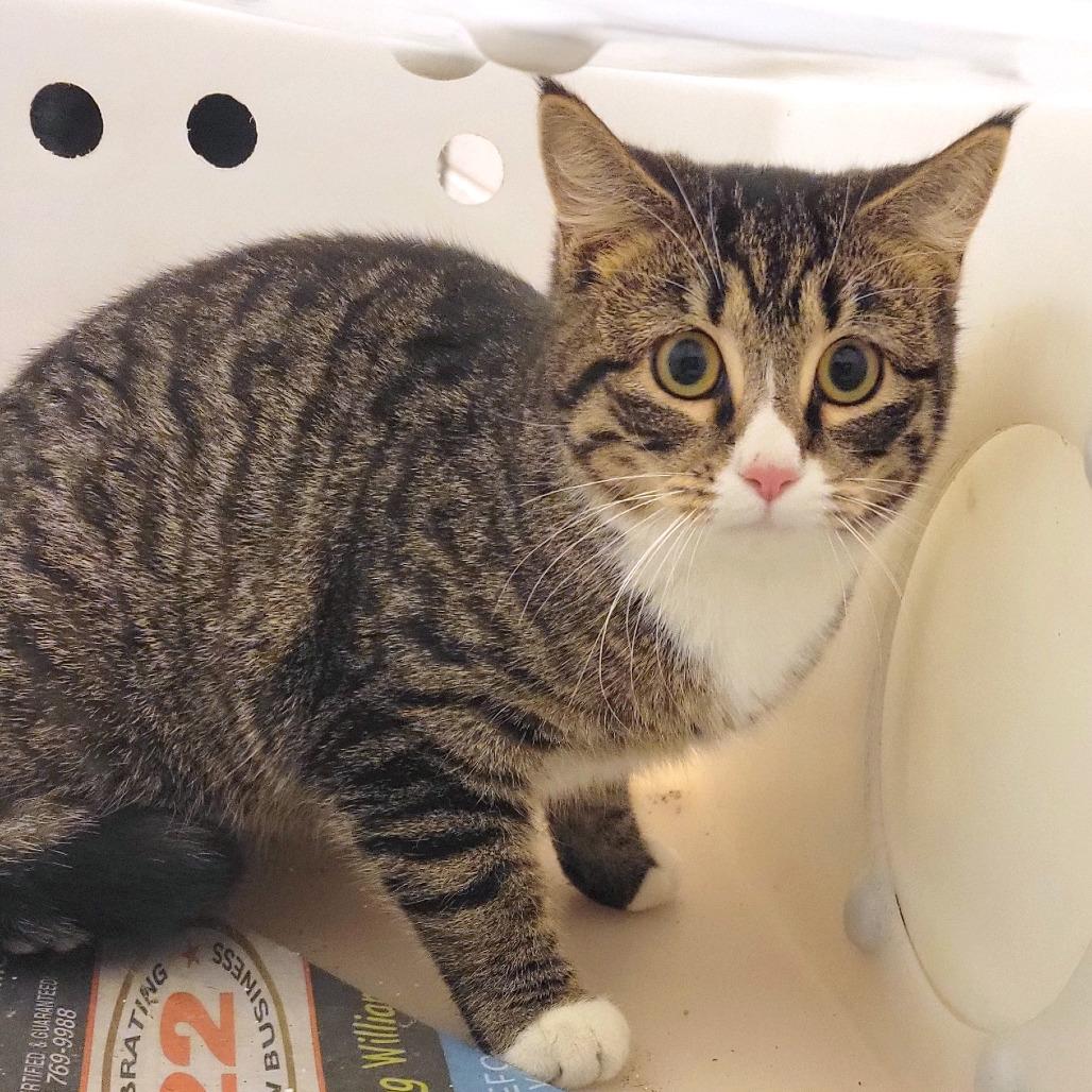 Peanut Butter and Jelly, Adoptable, Young Female Domestic Short Hair.