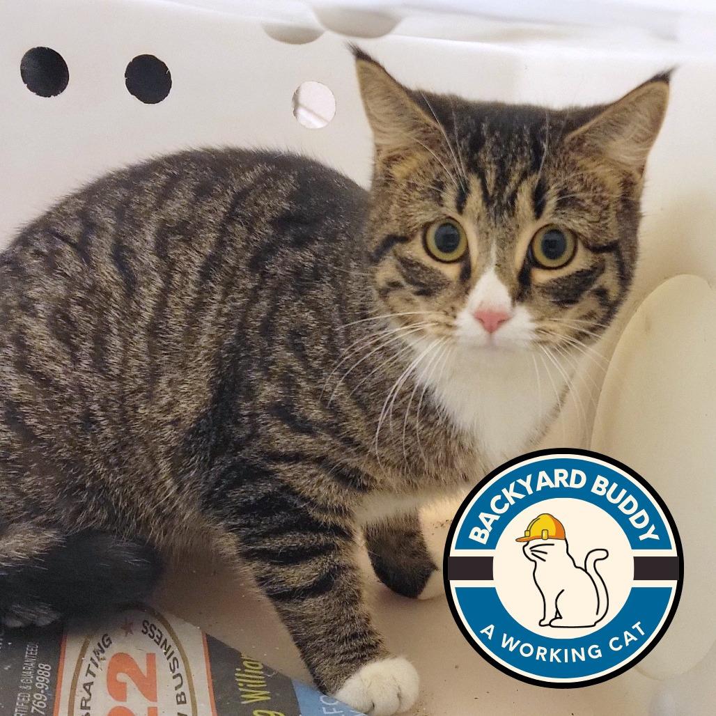 Enlarge Peanut Butter and Jelly, a Adoptable Domestic Short Hair in Gloucester, VA image 2/3