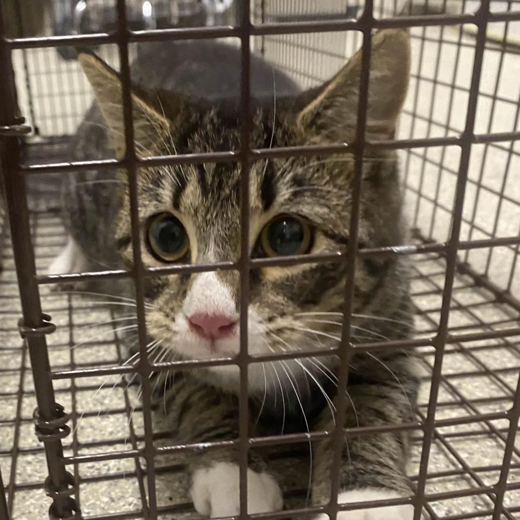 Enlarge Peanut Butter and Jelly, a Adoptable Domestic Short Hair in Gloucester, VA image 3/3