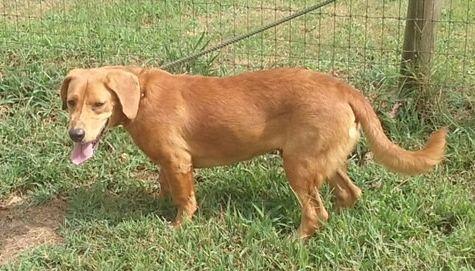 Enlarge Oliver Havard MOPS, a Adopted mixed breed in Rockaway, NJ image 1/3