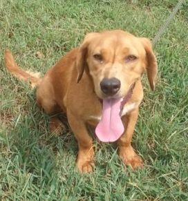 Enlarge Oliver Havard MOPS, a Adopted mixed breed in Rockaway, NJ image 2/3