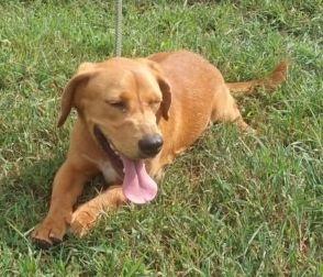 Enlarge Oliver Havard MOPS, a Adopted mixed breed in Rockaway, NJ image 3/3