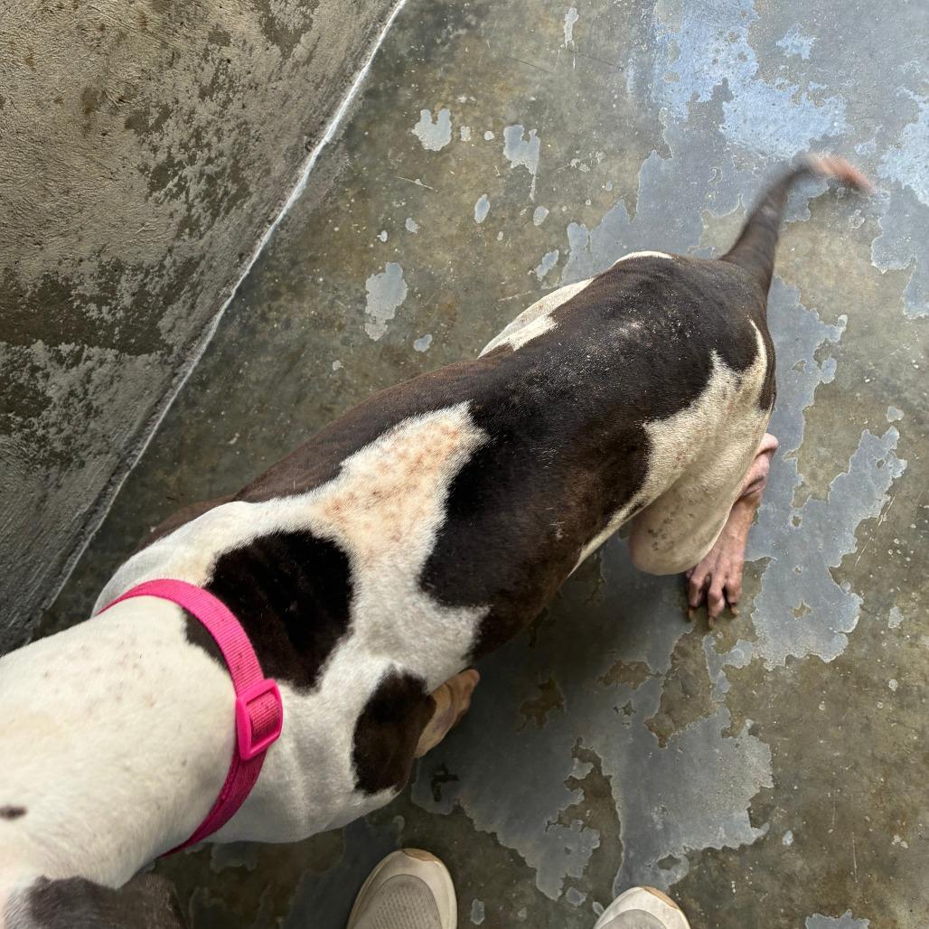 Enlarge Nova, a Adoptable Mixed Breed in Danville, KY image 1/5
