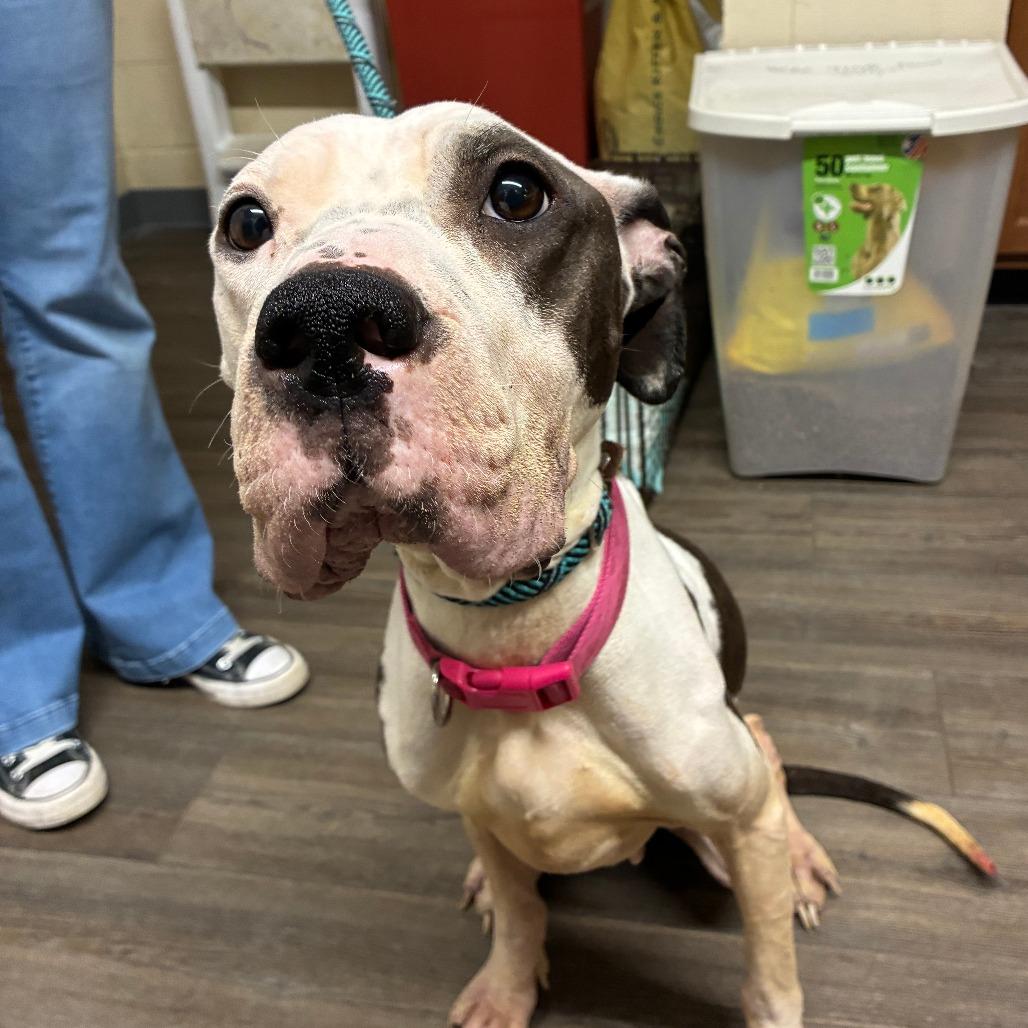 Enlarge Nova, a Adoptable Mixed Breed in Danville, KY image 2/5