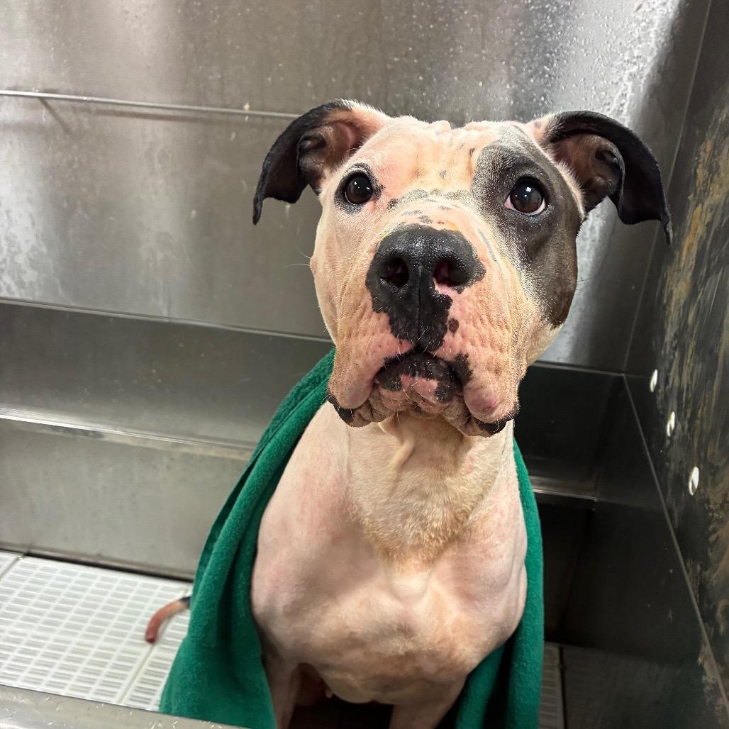 Enlarge Nova, a Adoptable Mixed Breed in Danville, KY image 3/5