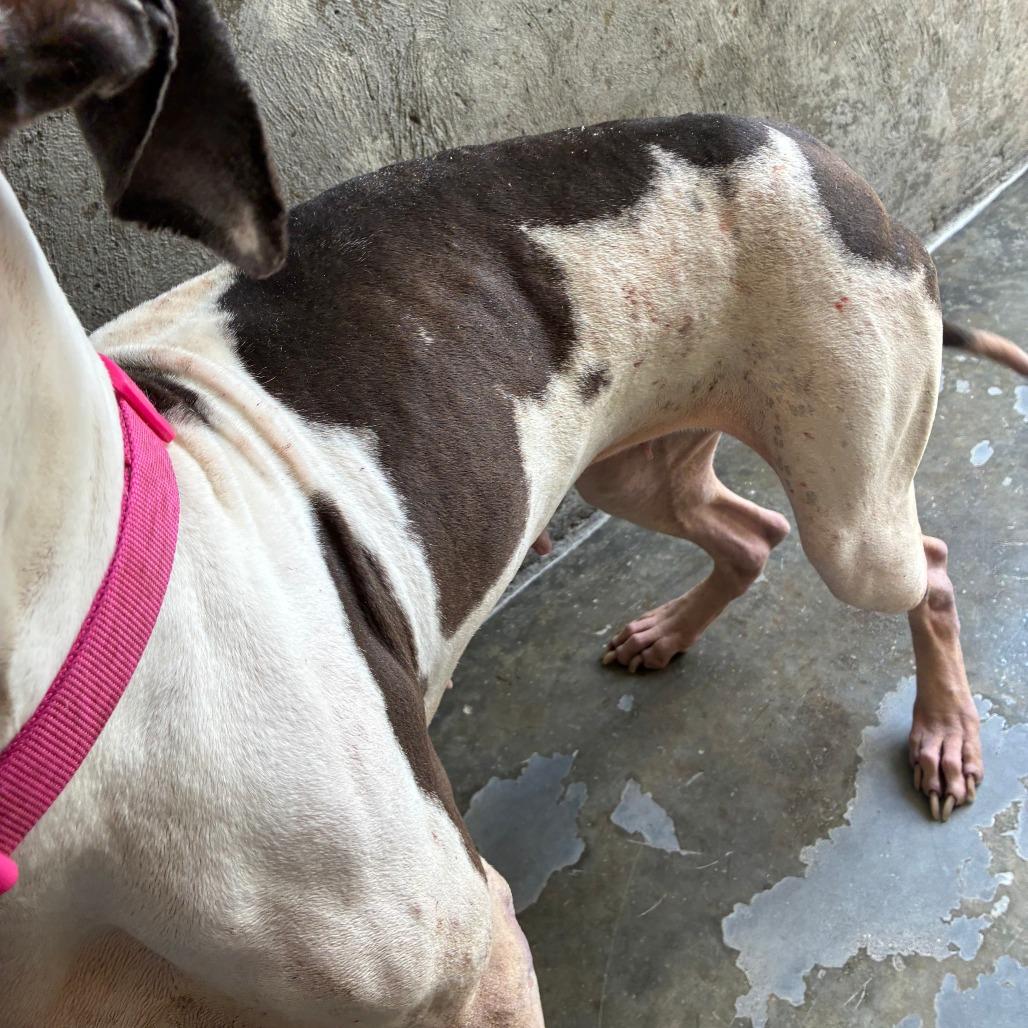 Enlarge Nova, a Adoptable Mixed Breed in Danville, KY image 5/5