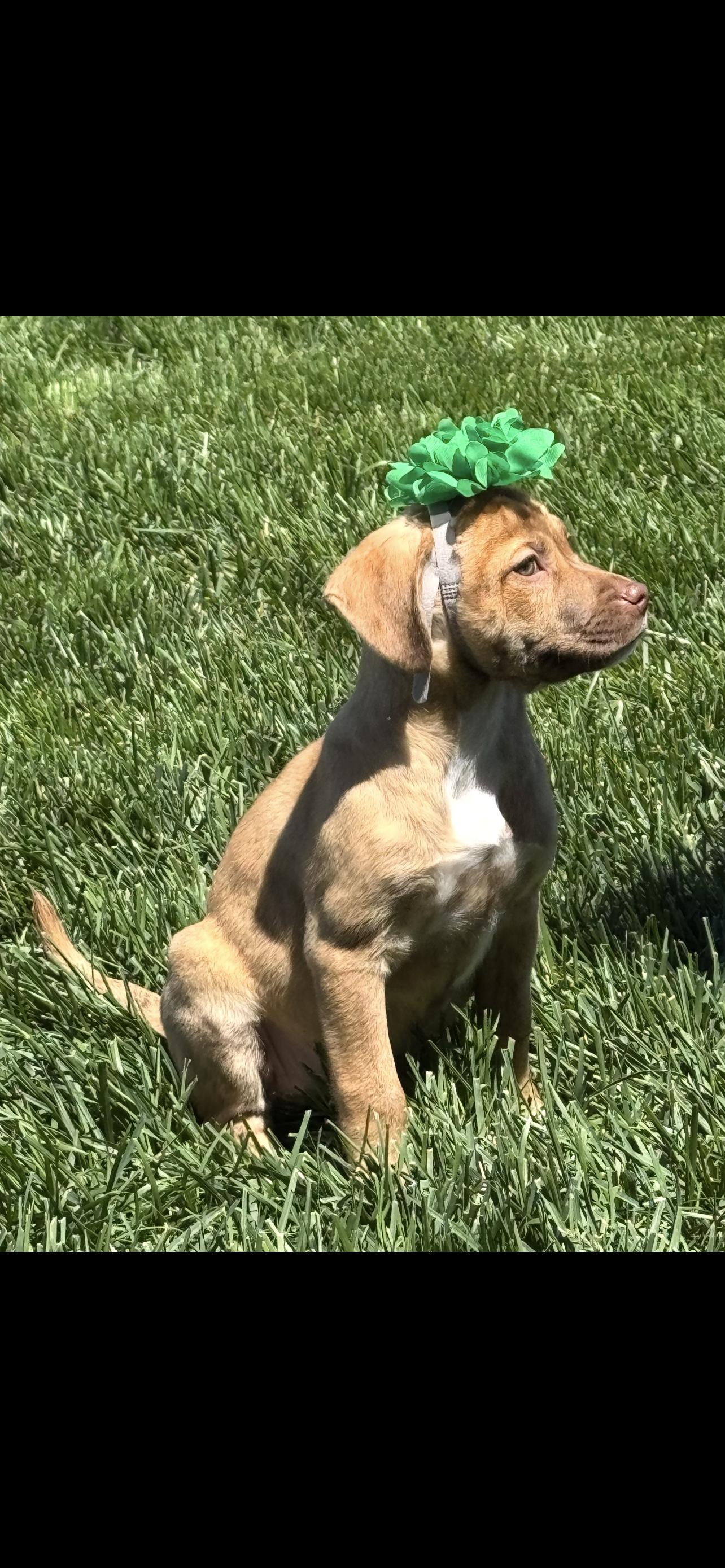 Ripley, Adoptable, Puppy Female Terrier & Mixed Breed.