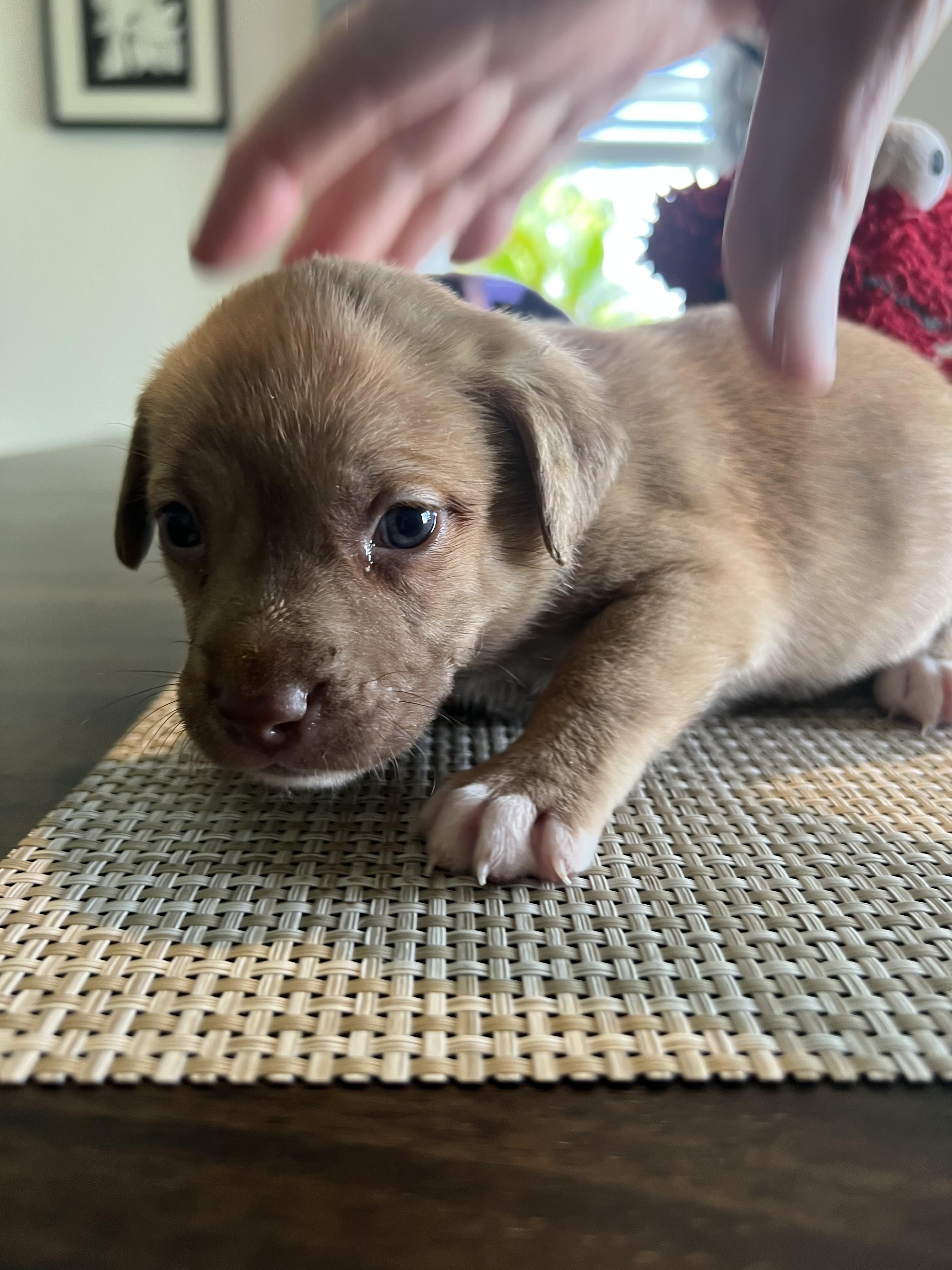 Ripley, a Adoptable mixed breed in Windsor, CO image 2/6
